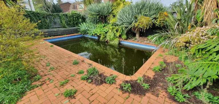 A pool before it's makeover in need of pool cleaning services and gardening services, soon to be remade into a clean pool with Market Ready's services in Auckland