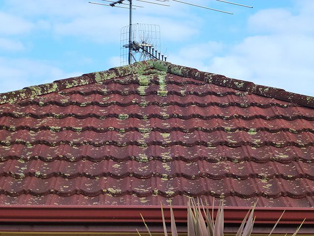 Roof moss and mildew removal services with chemical cleaning.