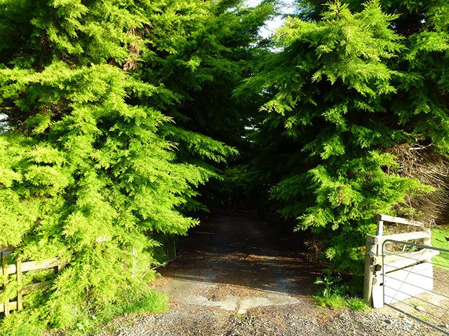 Rural tree shaping arborist hedge trimming tree cutting services outdoor space rejuvination and gardening to clean the appearance with garden imrpovement.