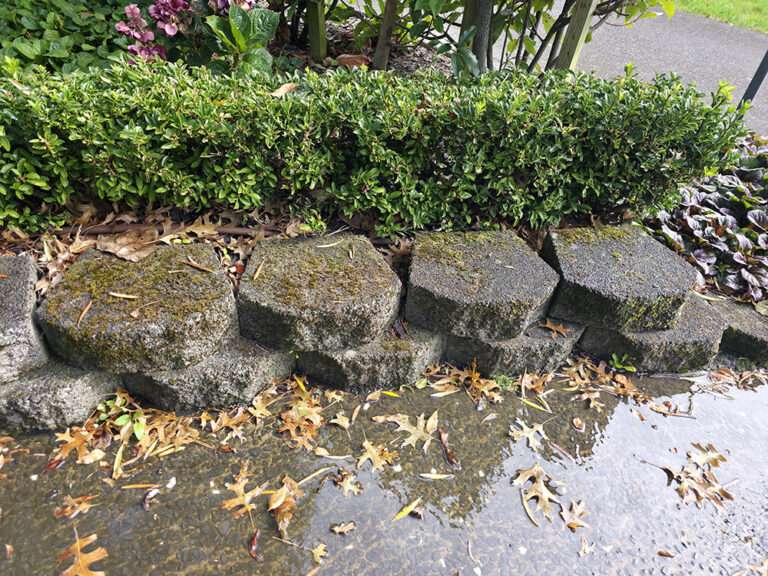 Paving clean-up case study: Mossy paving stones and autumn leaves on wet surface. Professional paving cleaning services.