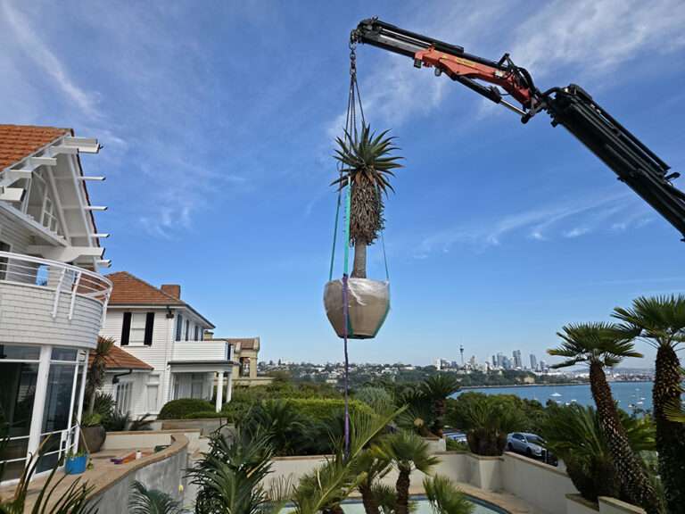 Hiab crane lifting large potted plant off site. City skyline and luxury house in background. Plant relocation case study.