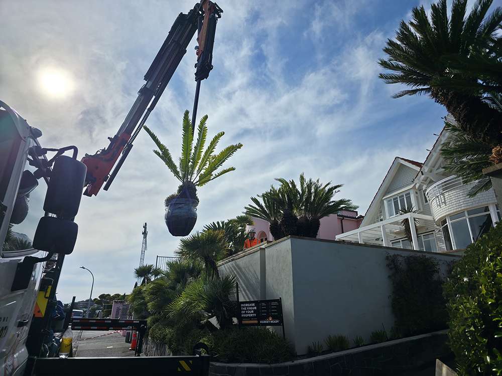 Hiab crane lifting a palm tree off site. Case study of a heavy lift. Property enhancement with crane services.