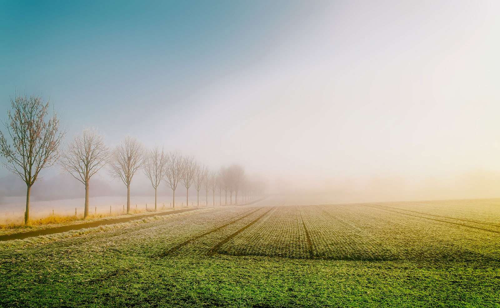 Misty landscape photo of a green field with trees in the distance on a foggy morning, nature photography, agricultural field.