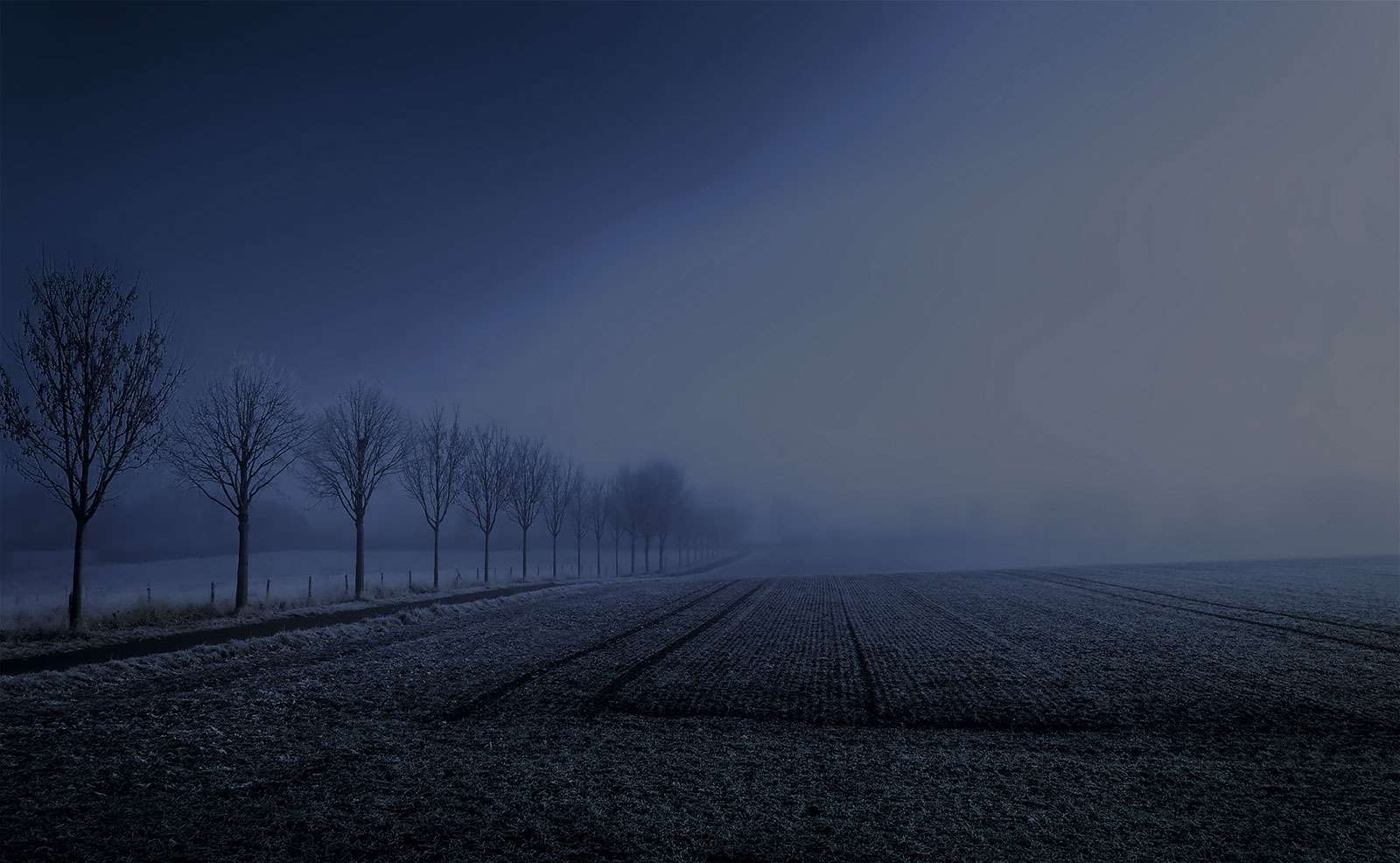 Night landscape with row of bare trees in a misty field. Dark rural scene with fog and winter atmosphere.
