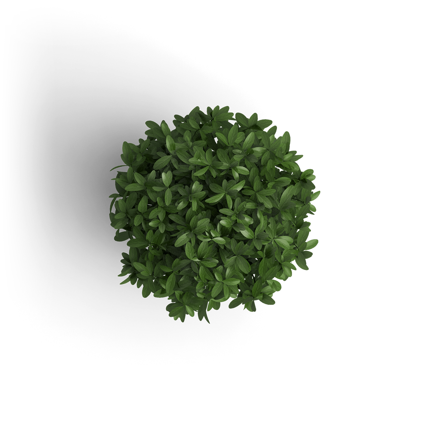 Top-down view of a lush, round green shrub. Potted plant, garden decor, landscaping element.